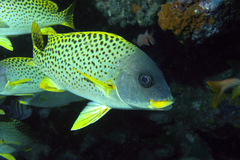 Plectorhinchus gaterinus