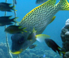 Plectorhinchus gaterinus