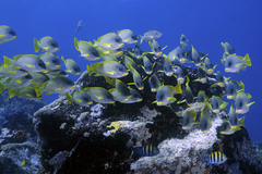 Plectorhinchus gaterinus