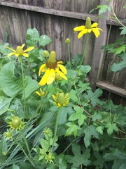 Rudbeckia texana