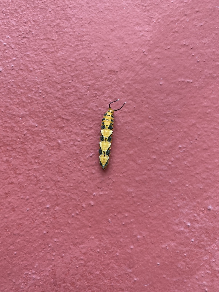 Ruddy Daggerwing
