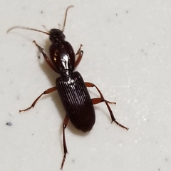 Stenomorphus californicus