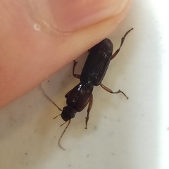 Stenomorphus californicus