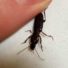 Stenomorphus californicus