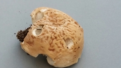 Boletus semigastroideus