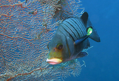 Plectorhinchus plagiodesmus