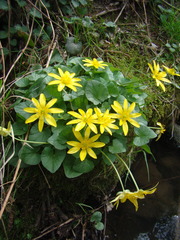 Ficaria verna calthifolia