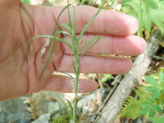 Borodinia canadensis