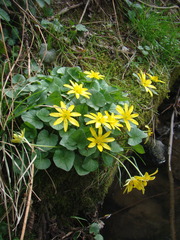 Ficaria verna calthifolia