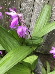 Bletilla