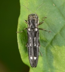 Agrilus obsoletoguttatus