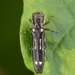 Agrilus obsoletoguttatus - Photo (c) skitterbug, some rights reserved (CC BY), uploaded by skitterbug