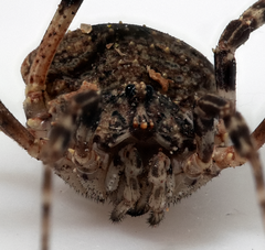 Odiellus spinosus