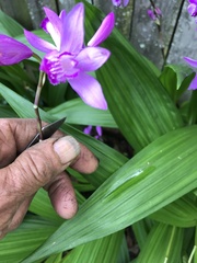 Bletilla