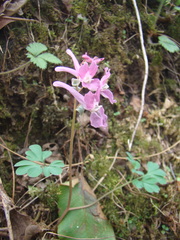Corydalis caucasica