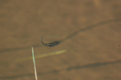 Poecilia reticulata