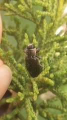 Chrysobothris nixa