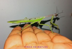 Stagmatoptera supplicaria