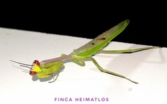 Stagmatoptera supplicaria