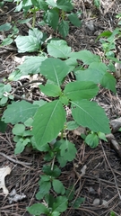 Impatiens pallida