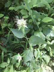 Monarda clinopodia