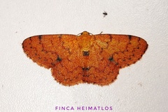 Semaeopus orbistigma