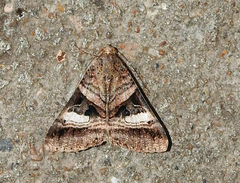 Melipotis nigrobasis