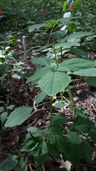 Impatiens pallida