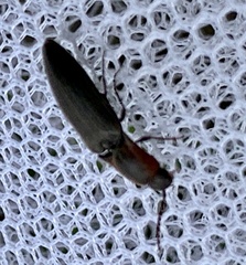 Agriotes fucosus