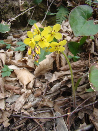 Epimedium pinnatum DC.