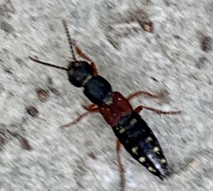 Staphylinus ornaticauda