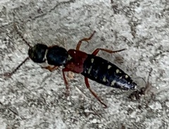 Staphylinus ornaticauda