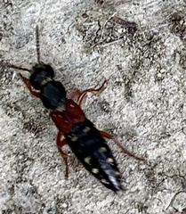 Staphylinus ornaticauda