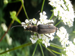 Anastrangalia dubia