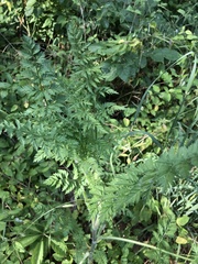 Filipendula