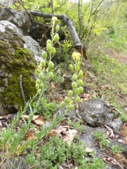 Alyssoides utriculata