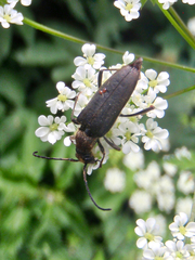 Anastrangalia dubia