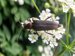 Anastrangalia dubia