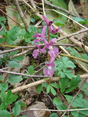 Corydalis caucasica