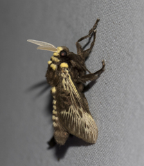 Megalopyge albicollis