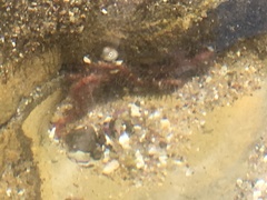 Ophiotrichidae