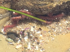 Ophiotrichidae