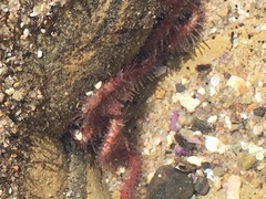 Ophiotrichidae