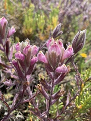 Chloropyron maritimum maritimum
