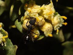 Camponotus morosus