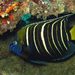 Goldtail Angelfish - Photo (c) CORDENOS Thierry, some rights reserved (CC BY-NC), uploaded by CORDENOS Thierry