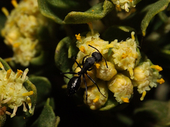 Camponotus morosus