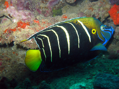Goldtail Angelfish photo 5