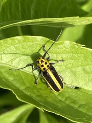 Saperda puncticollis