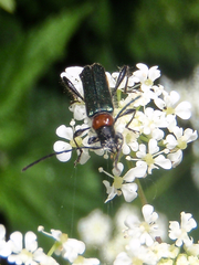 Callimus abdominalis
